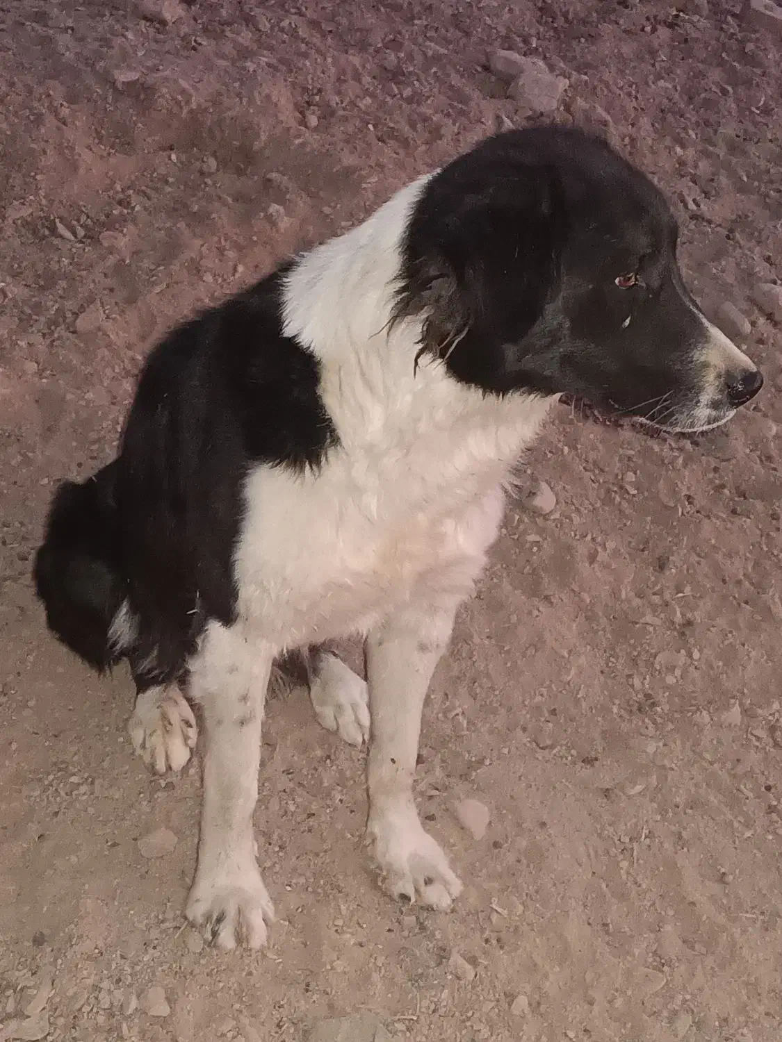 سگ گله|سگ|عقدا, |دیوار