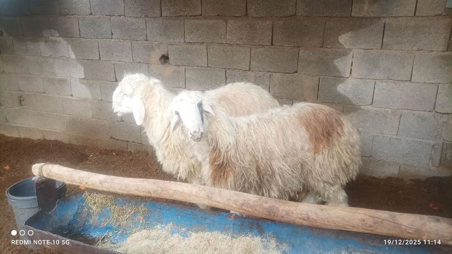 بره کهره بز میش|حیوانات مزرعه|مرودشت, ژیان|دیوار