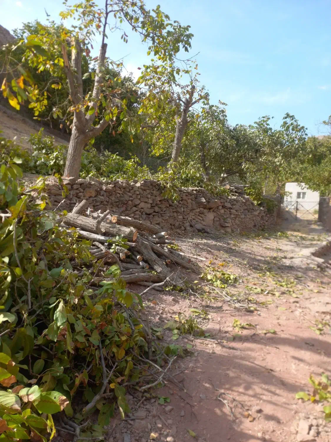 قطع درخت ، هرس درخت ، خرید چوب ،|خدمات باغبانی و درختکاری|مشهد, کوی دروی|دیوار