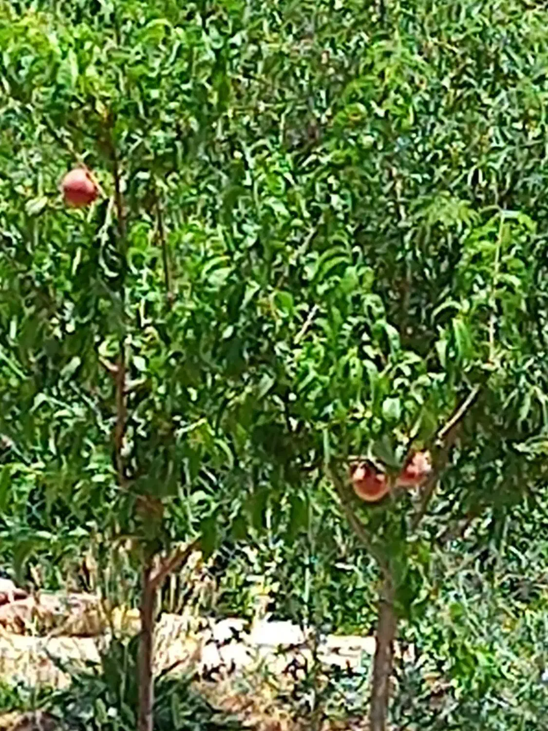 فروش باغ|فروش زمین و ملک کلنگی|خلجستان, |دیوار