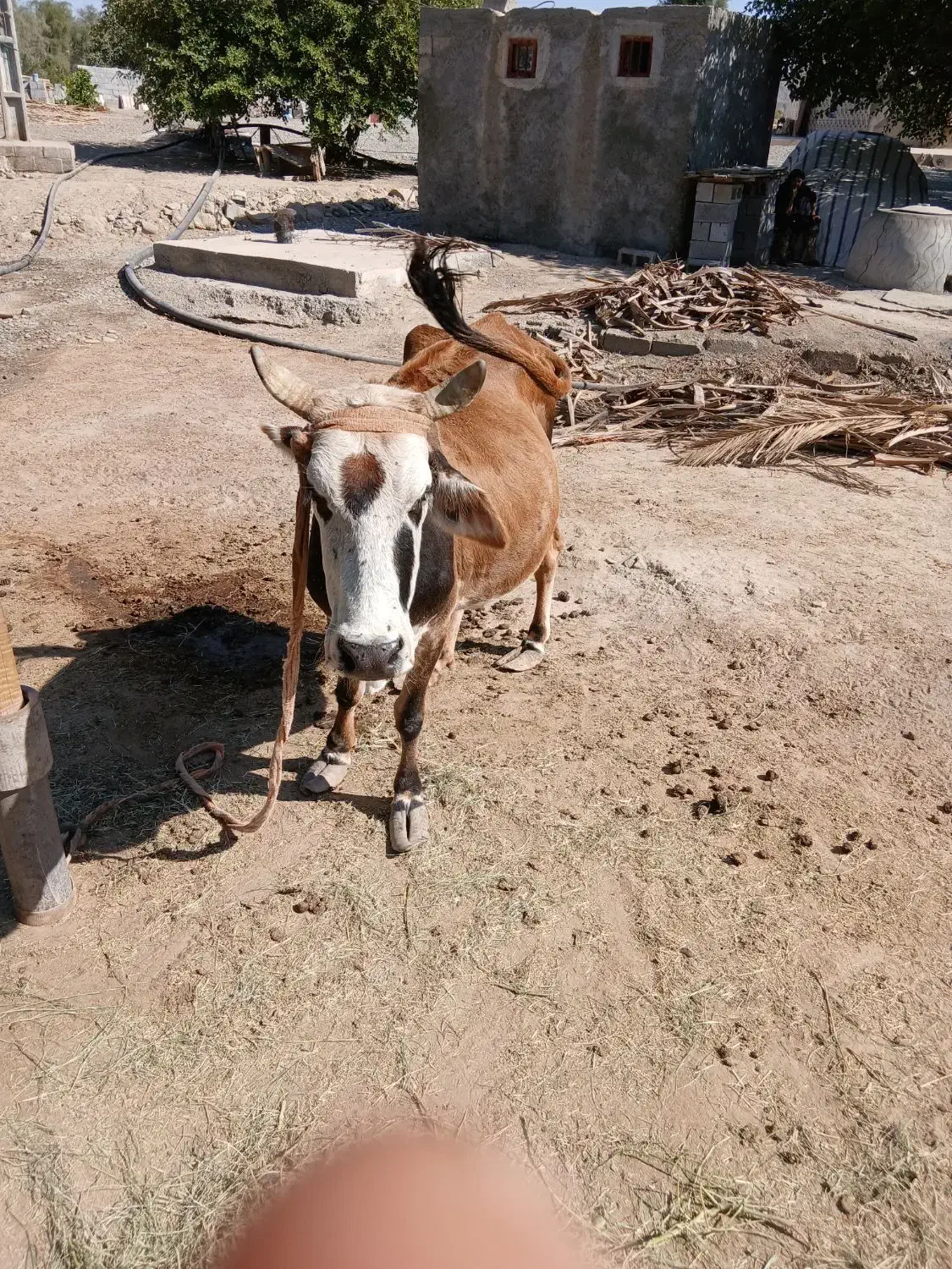 فروش یک راس گاو شیری|حیوانات مزرعه|رودخانه, |دیوار