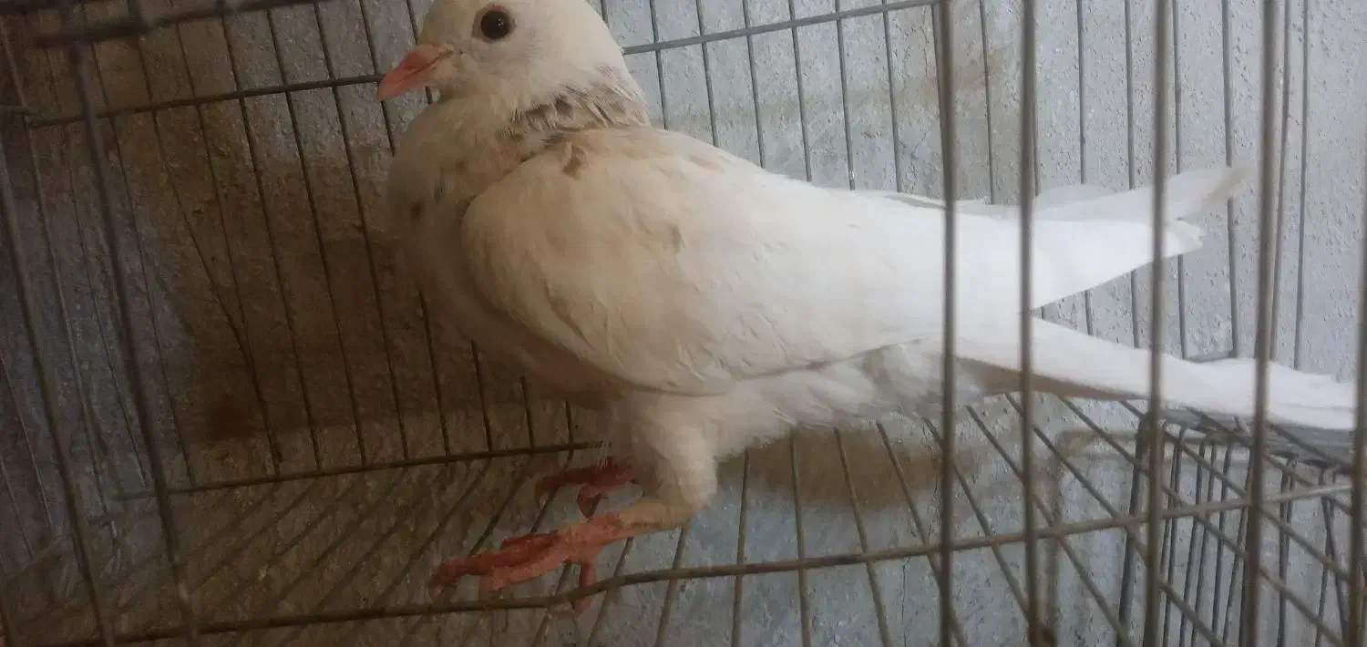 کبوتر فروشی|پرنده|اردل, |دیوار