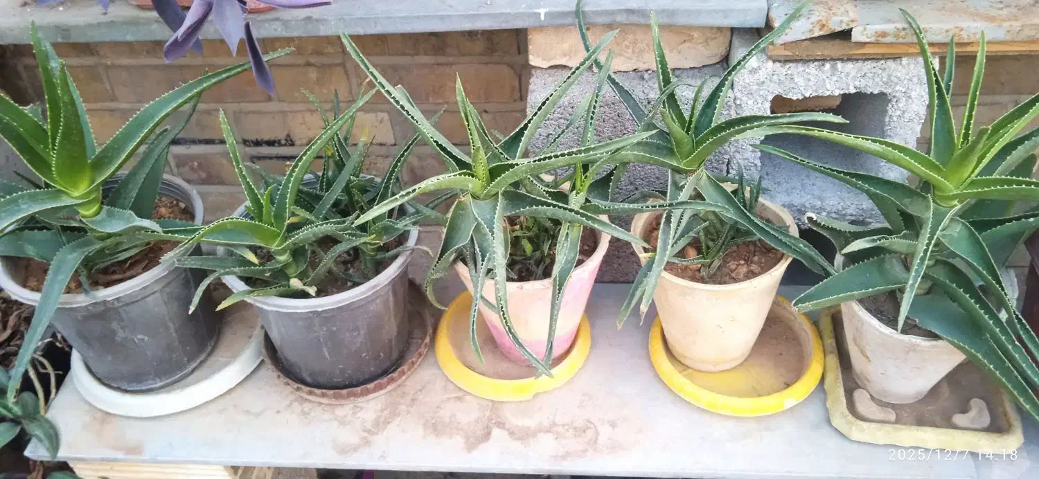 فروش ویژه کاکتوس مناسب هدیه|گل و گیاه طبیعی|شیراز, لاله|دیوار