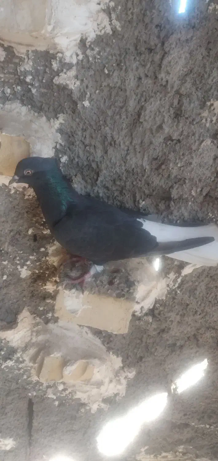 کبوتر|پرنده|حمیدیه, |دیوار