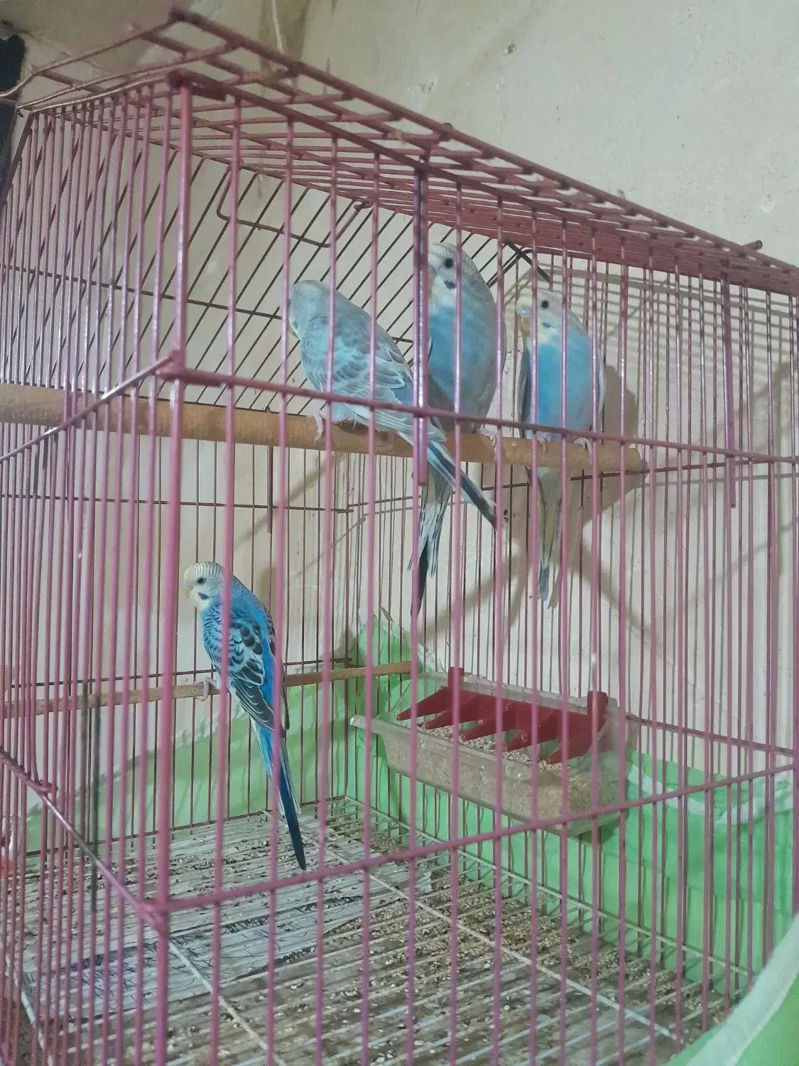 مرغ عشق|پرنده|رشت, سلیمانداراب|دیوار