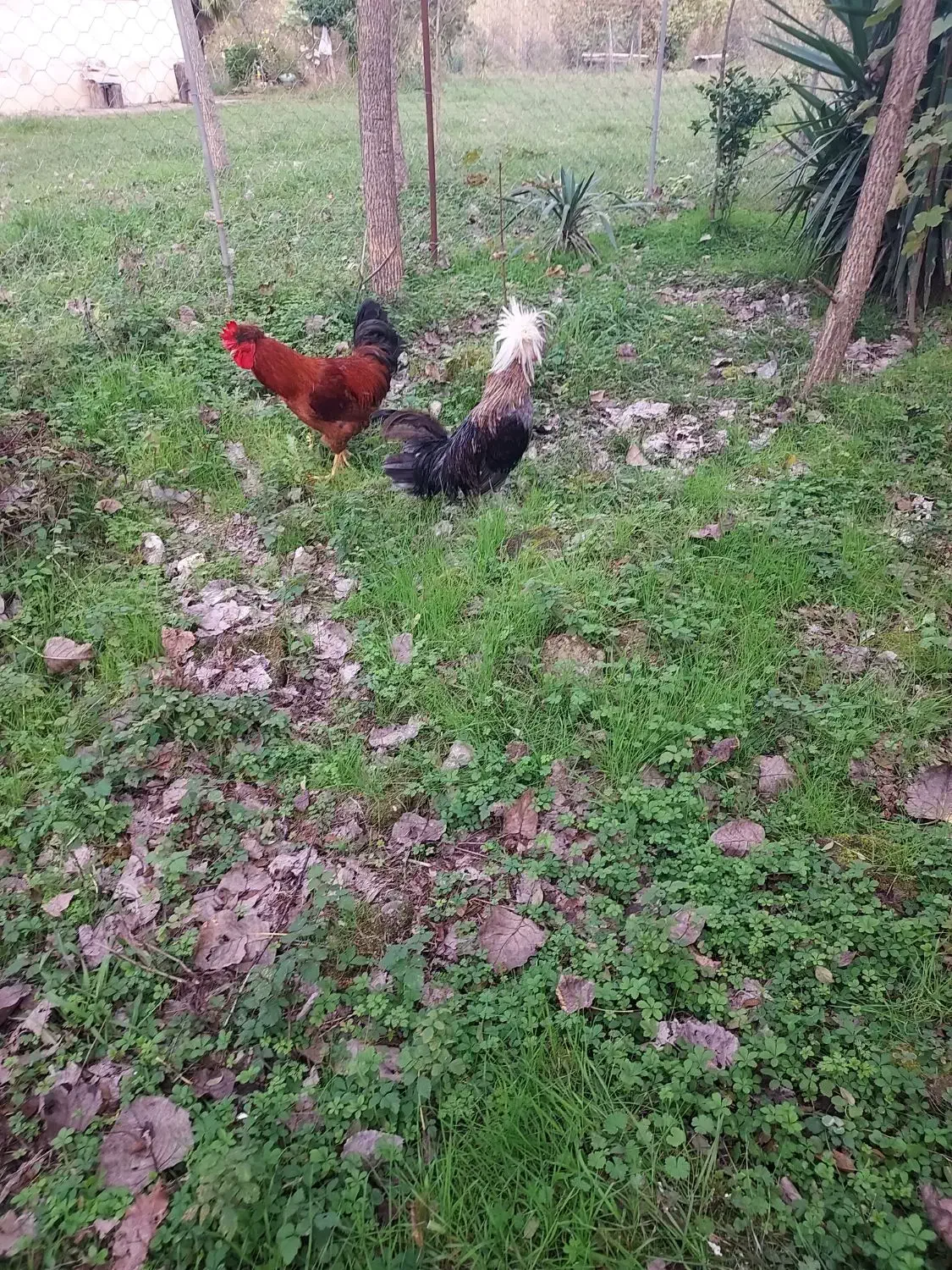 خروس لهستانی و خروس اصلاح شده گلپایگانی|حیوانات مزرعه|رشت, گلسار|دیوار