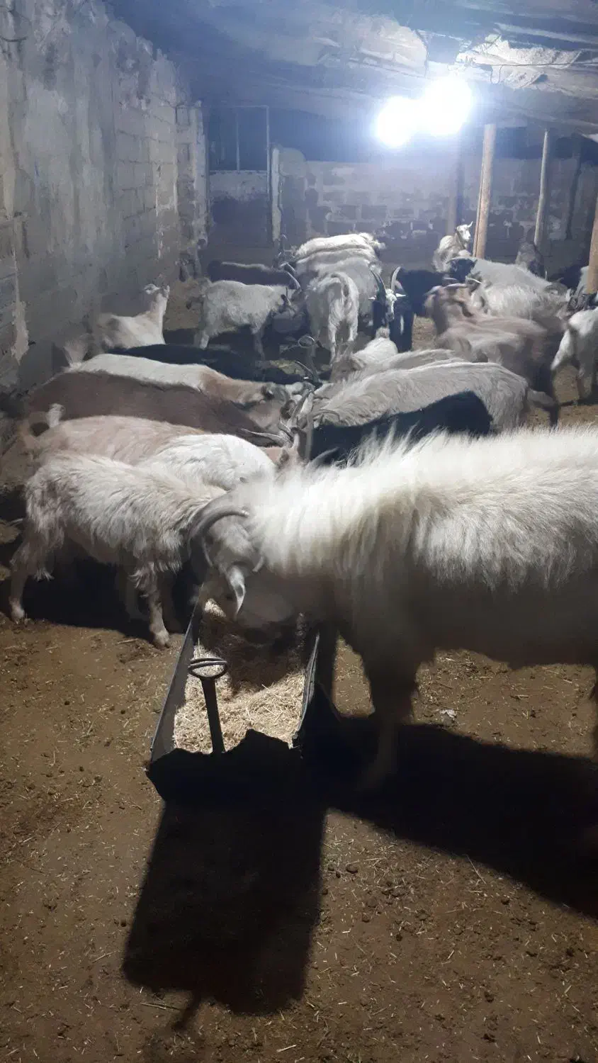 بز و بزغاله|حیوانات مزرعه|کرج, چهارصد دستگاه|دیوار