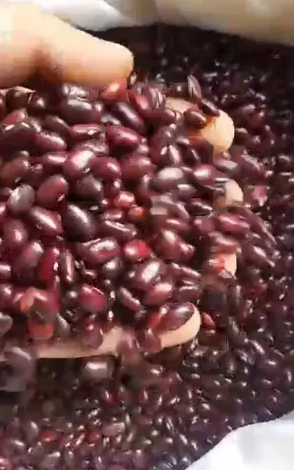 کیلو ۲۷۰ لوبیا قرمز|خوردنی و آشامیدنی|یاسوج, |دیوار