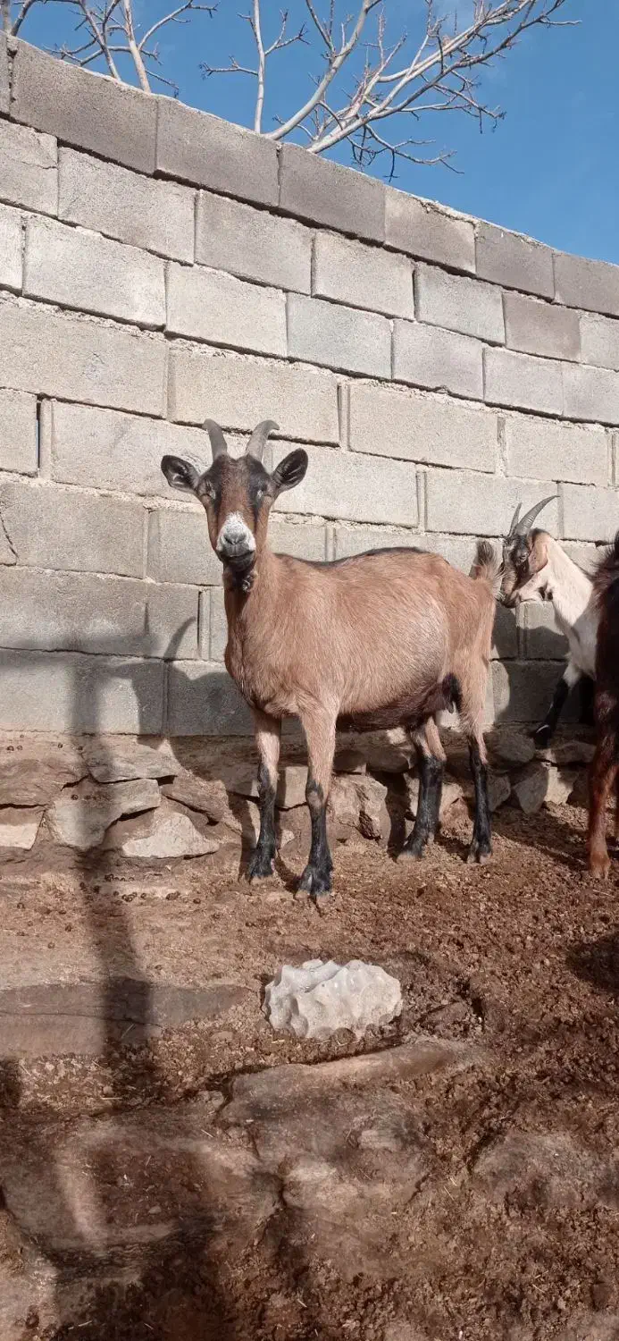 بزآلپای بزشیری بزنرسانن|حیوانات مزرعه|کهریزک, |دیوار