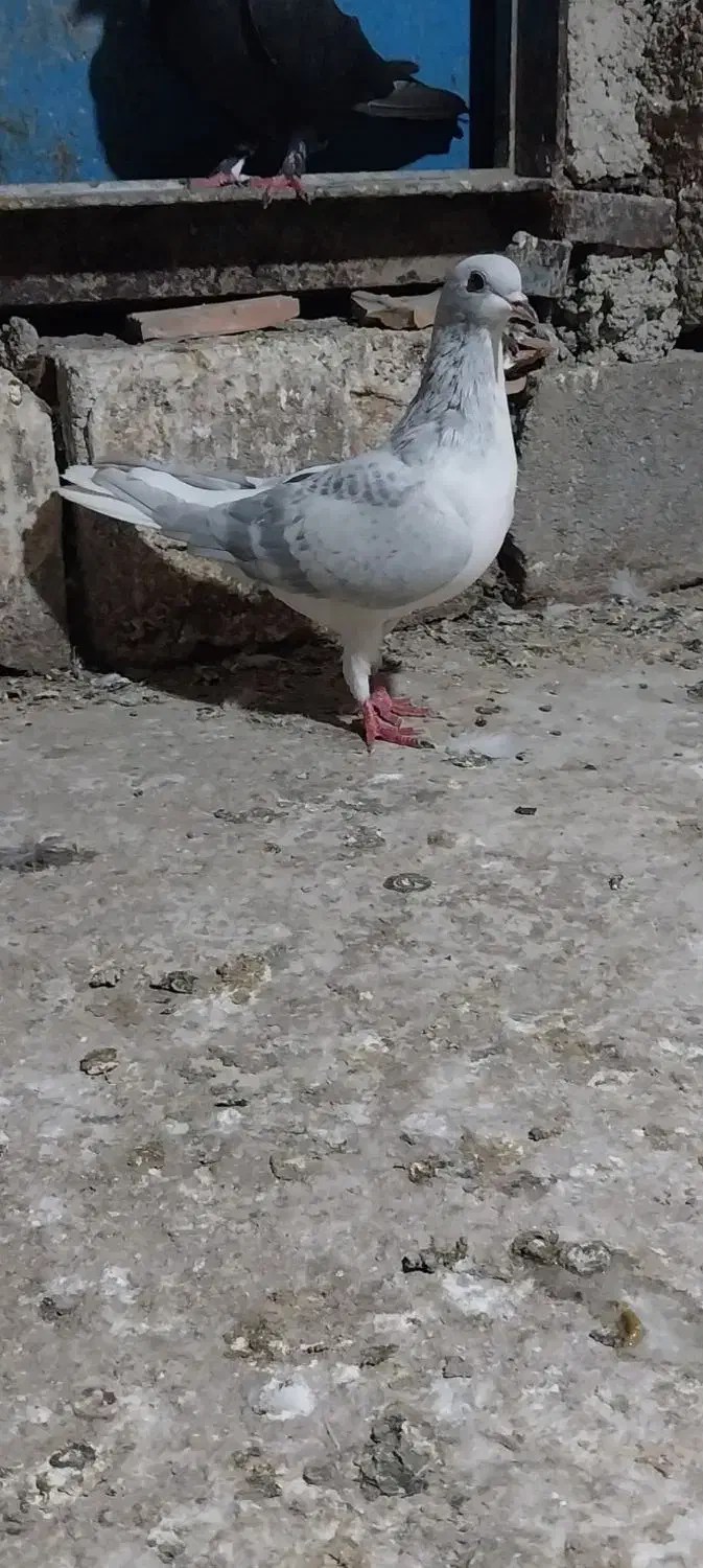 کبوتر|پرنده|مینودشت, |دیوار