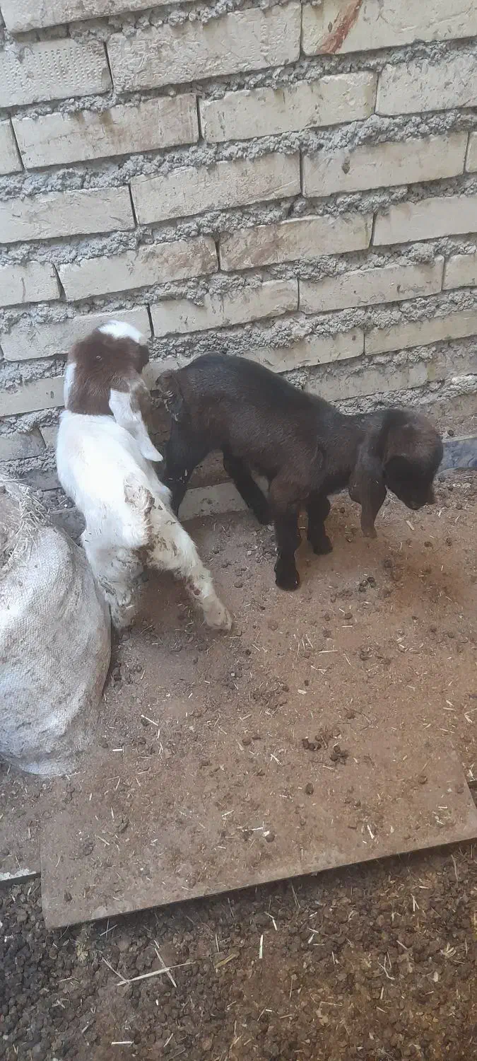 بز مطفل|حیوانات مزرعه|اهواز, گلدشت|دیوار