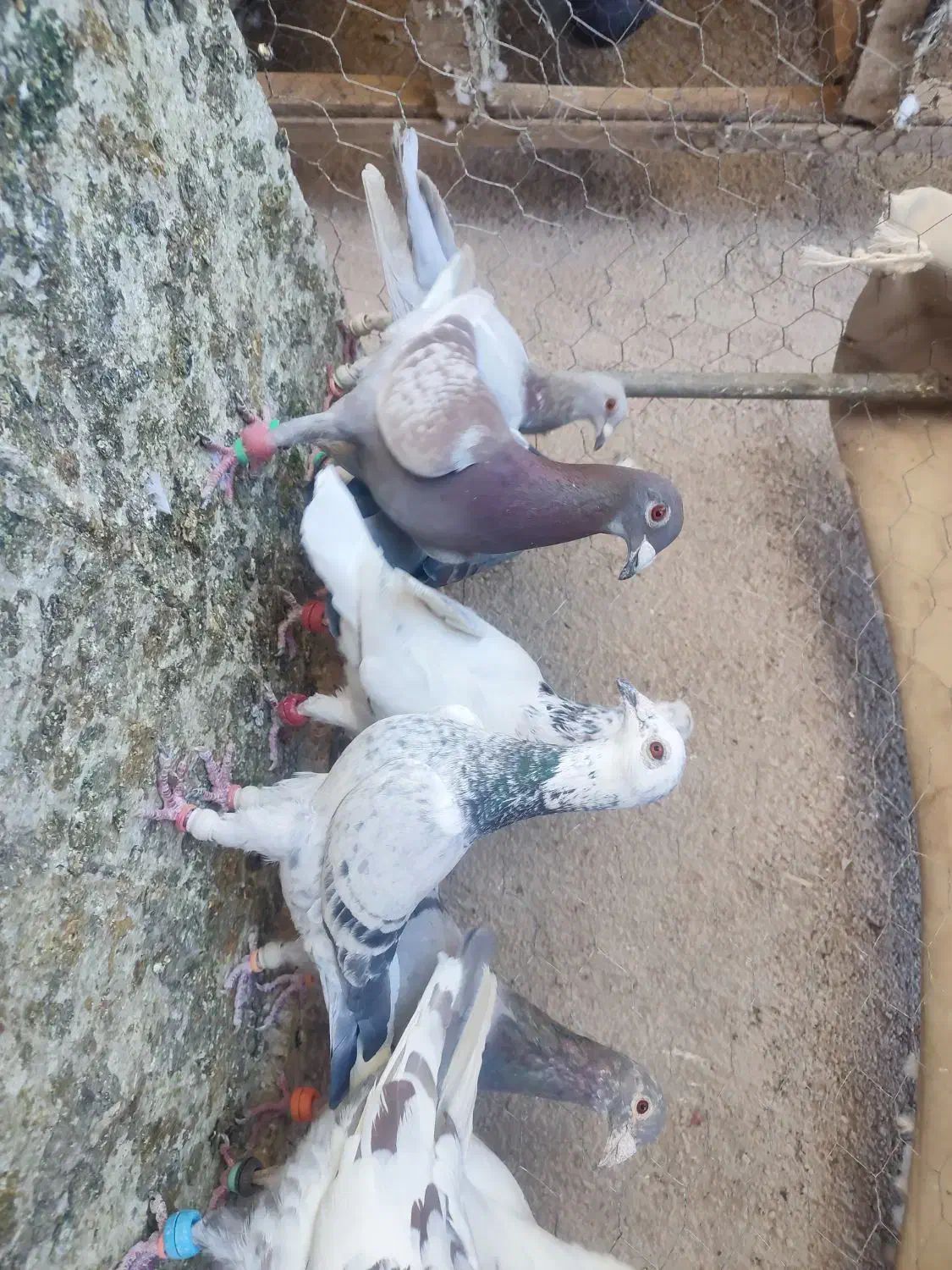 فروش کبوتر المانی موقعیت کاشمر|پرنده|مشهد, هفده شهریور|دیوار