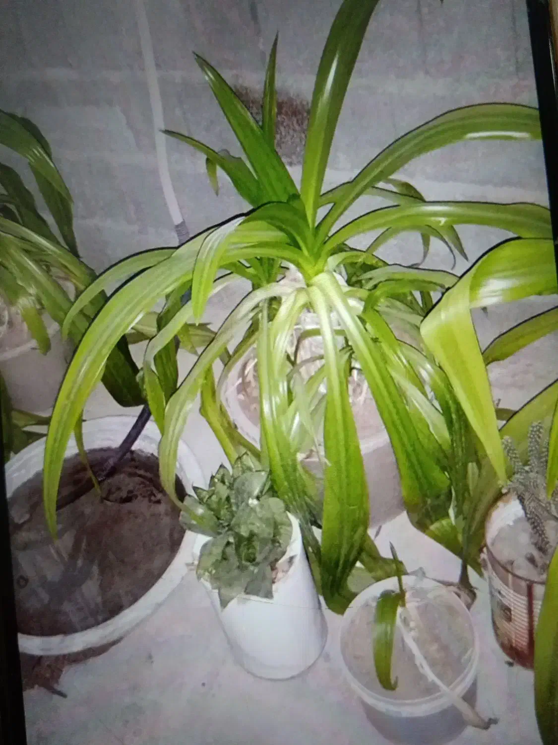 گل سوسن|گل و گیاه طبیعی|برازجان, |دیوار