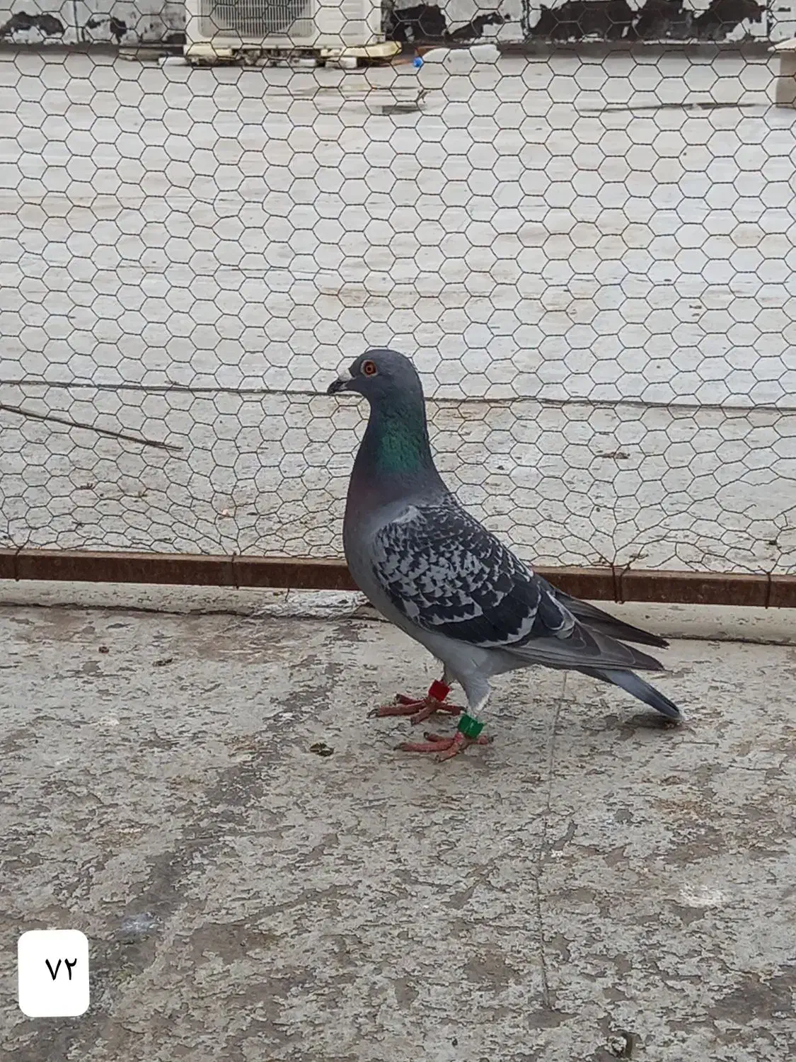 کبوتر|حیوانات|بندر ترکمن, |دیوار