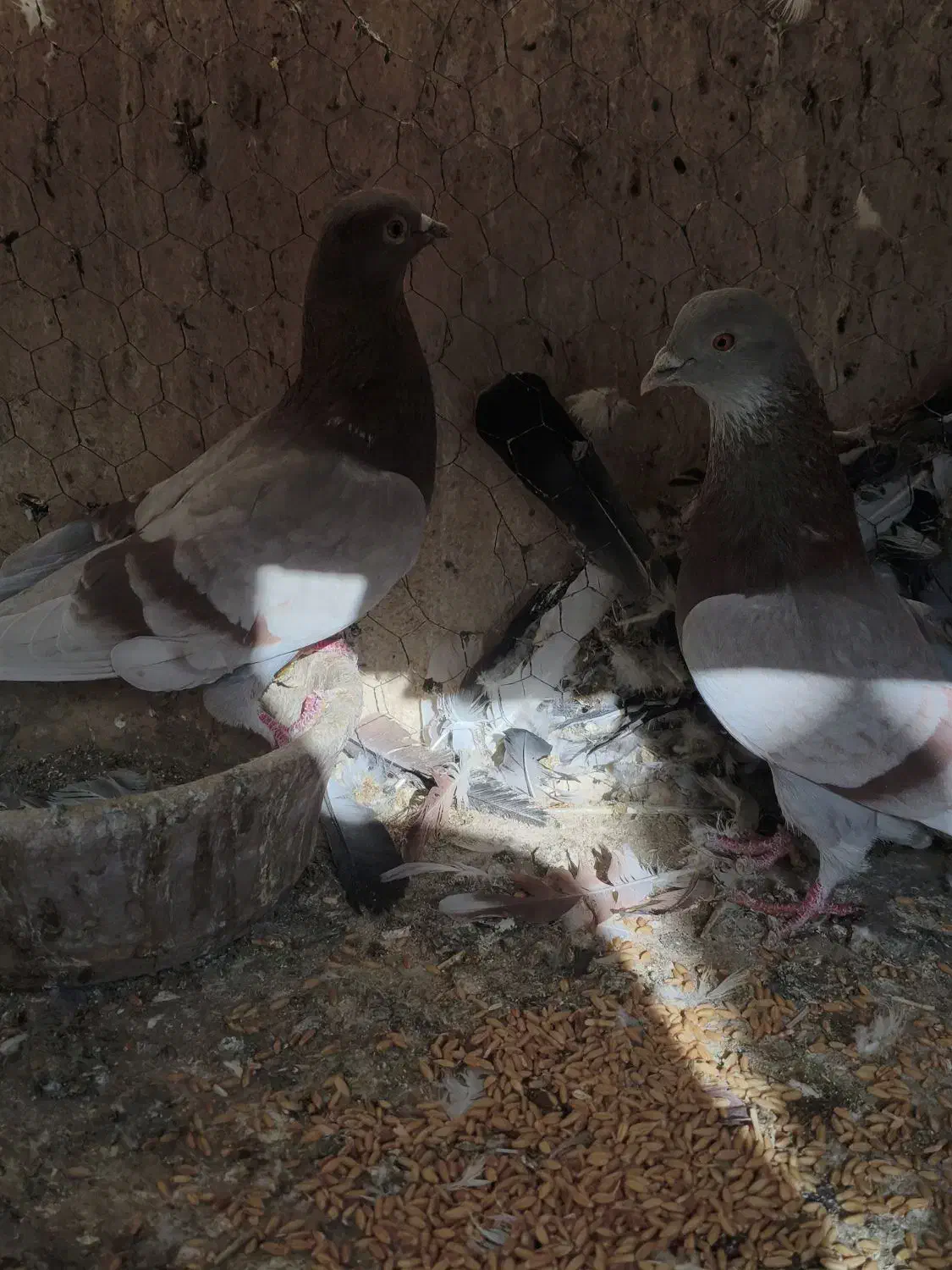 کبوتر پرشی|پرنده|ورامین, شهرک فاطمیه|دیوار