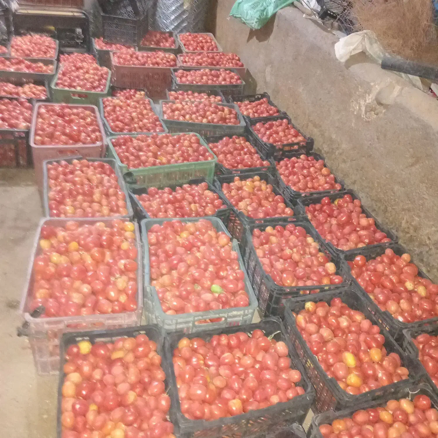 گوجه فرهنگی|خوردنی و آشامیدنی|موچش, |دیوار