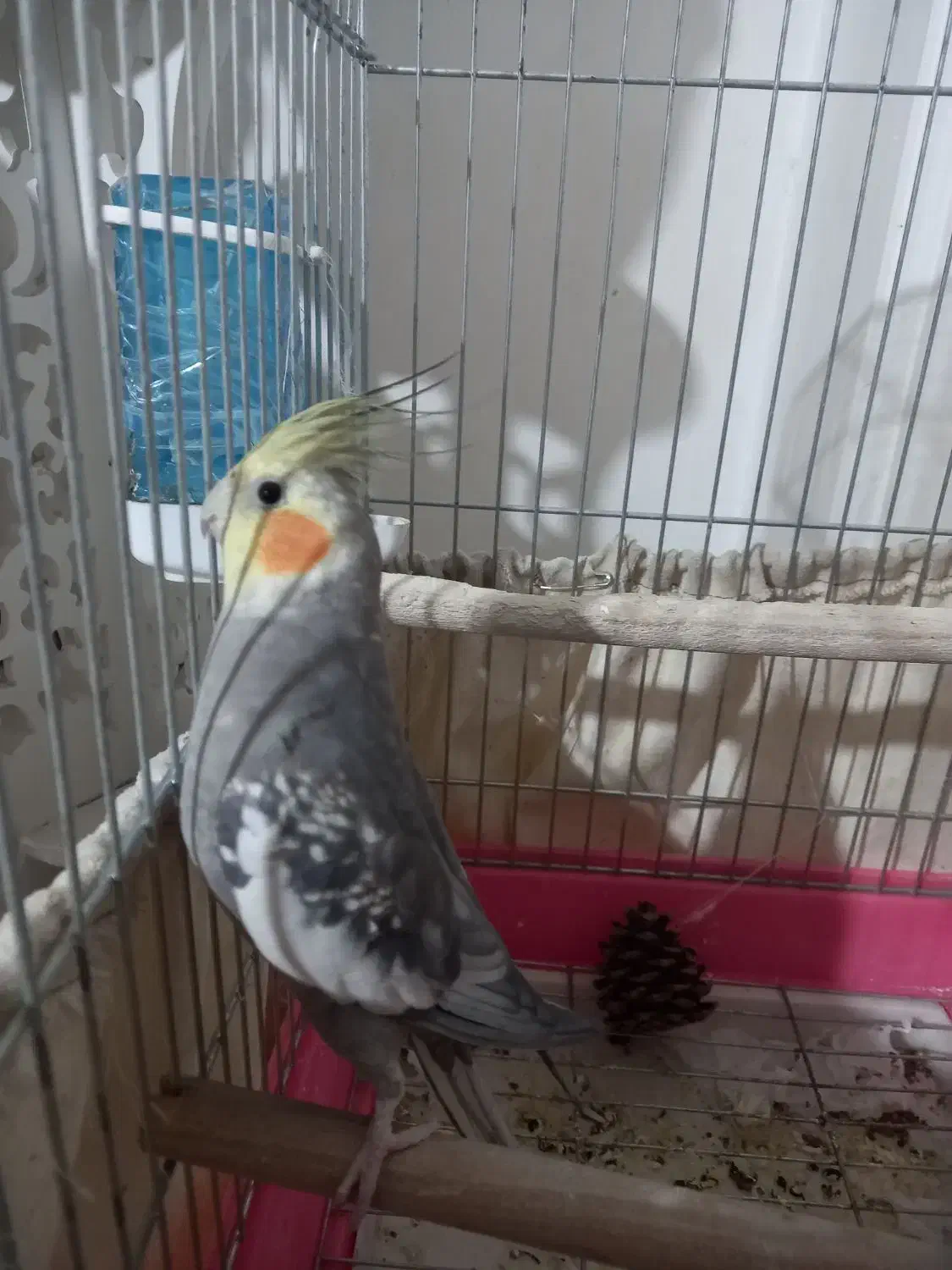 عروس هلندی|پرنده|پاکدشت, حصار امیر|دیوار