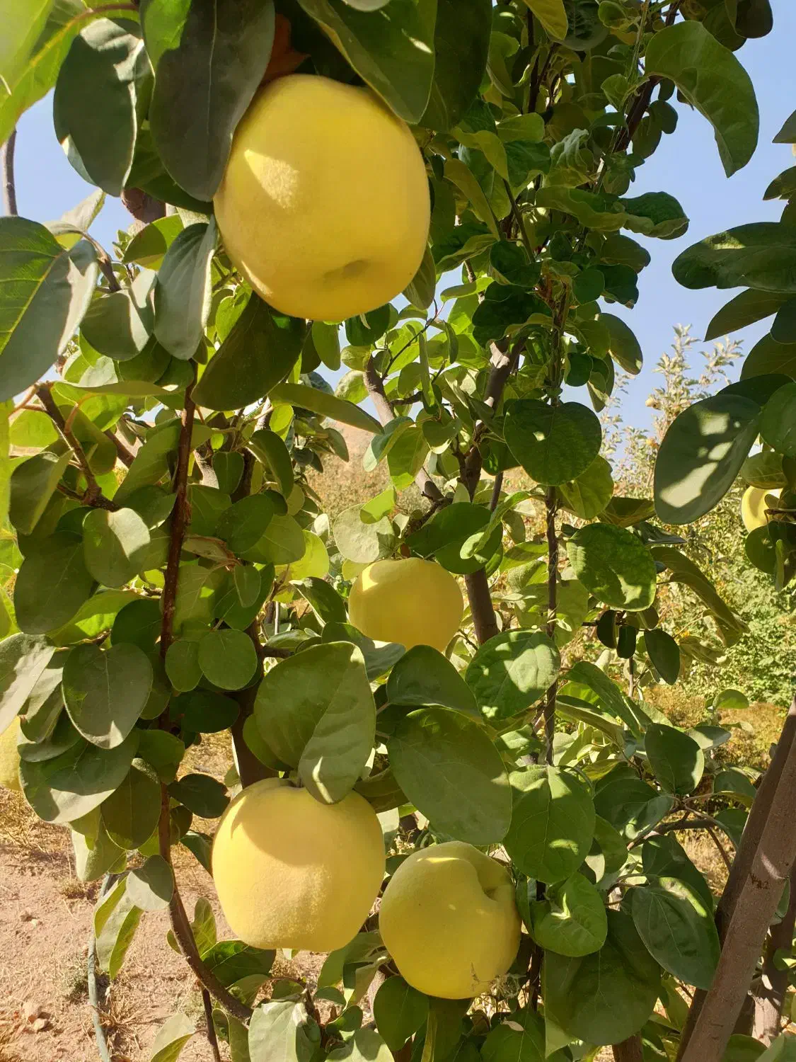 به میوه به ارگانیک|خوردنی و آشامیدنی|شیراز, شهرک فرهنگیان|دیوار