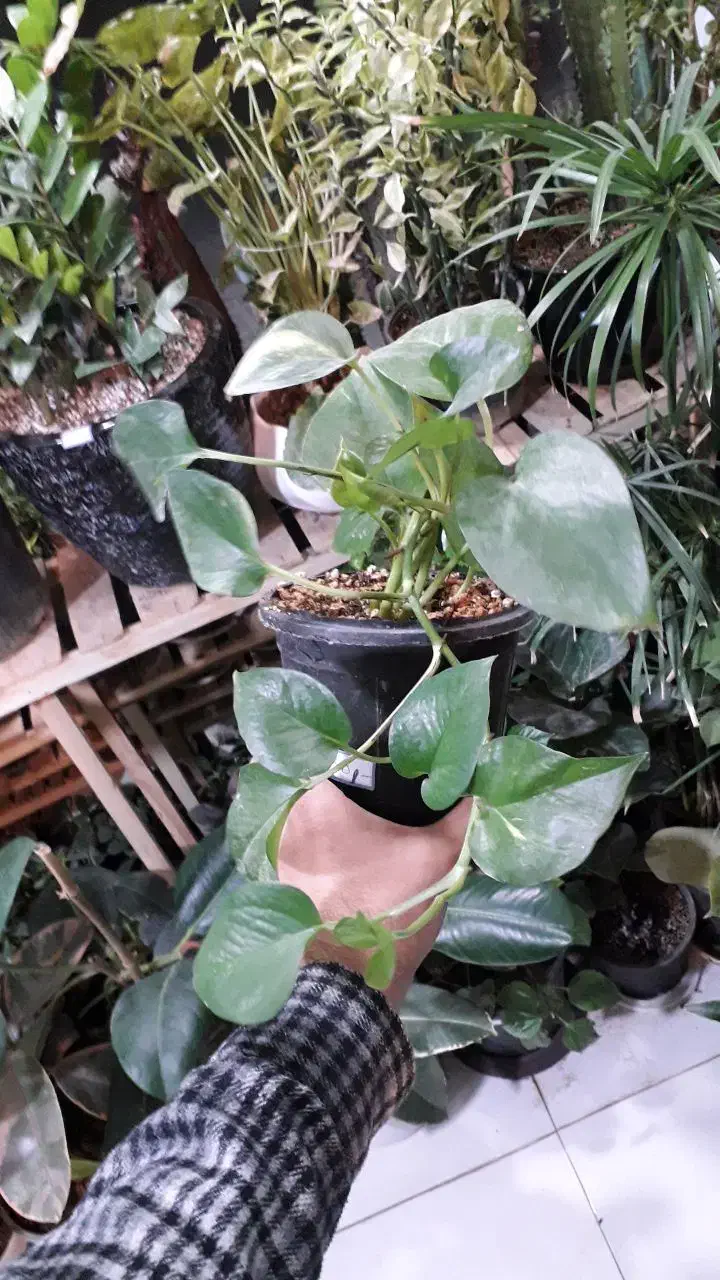 گل کاکتوس و...|گل و گیاه طبیعی|قوچان, |دیوار