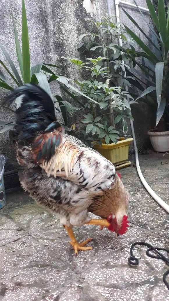 فروش خروس محلی|حیوانات مزرعه|املش, |دیوار