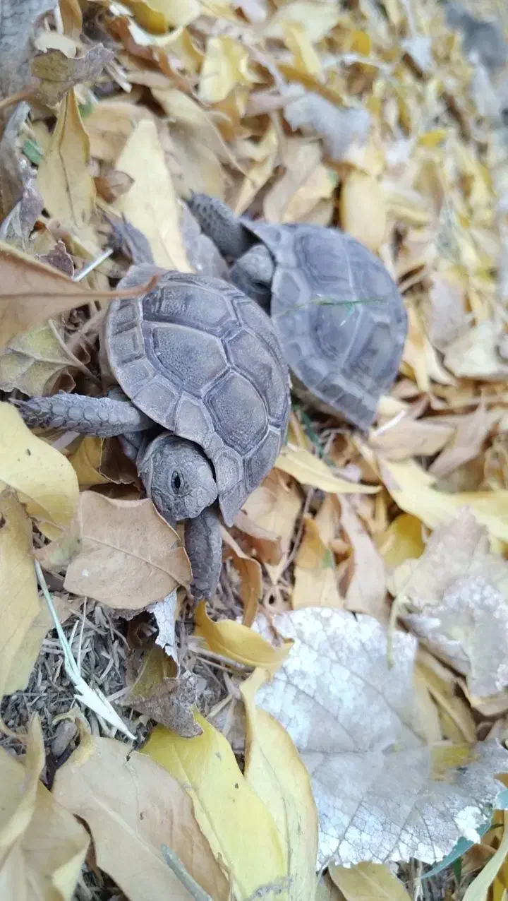 لطفاً همه به عکس دقت کنید|خزنده|بم, |دیوار