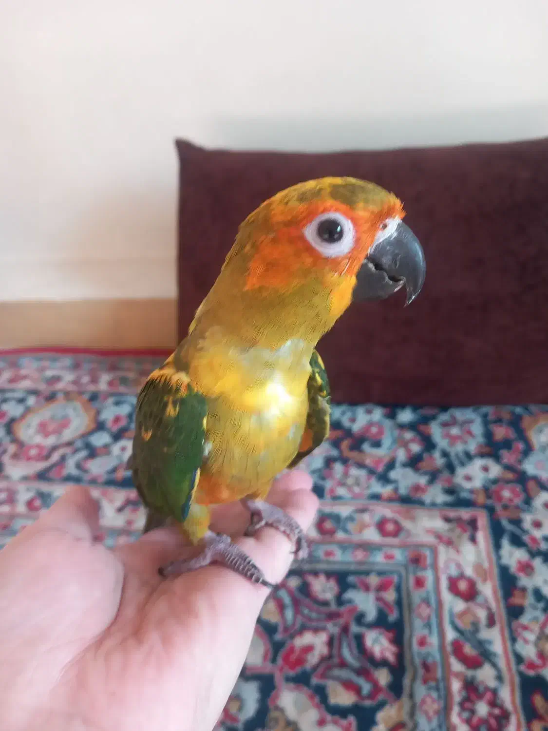 جوجه طوطی خورشیدی|پرنده|اصفهان, باتون|دیوار