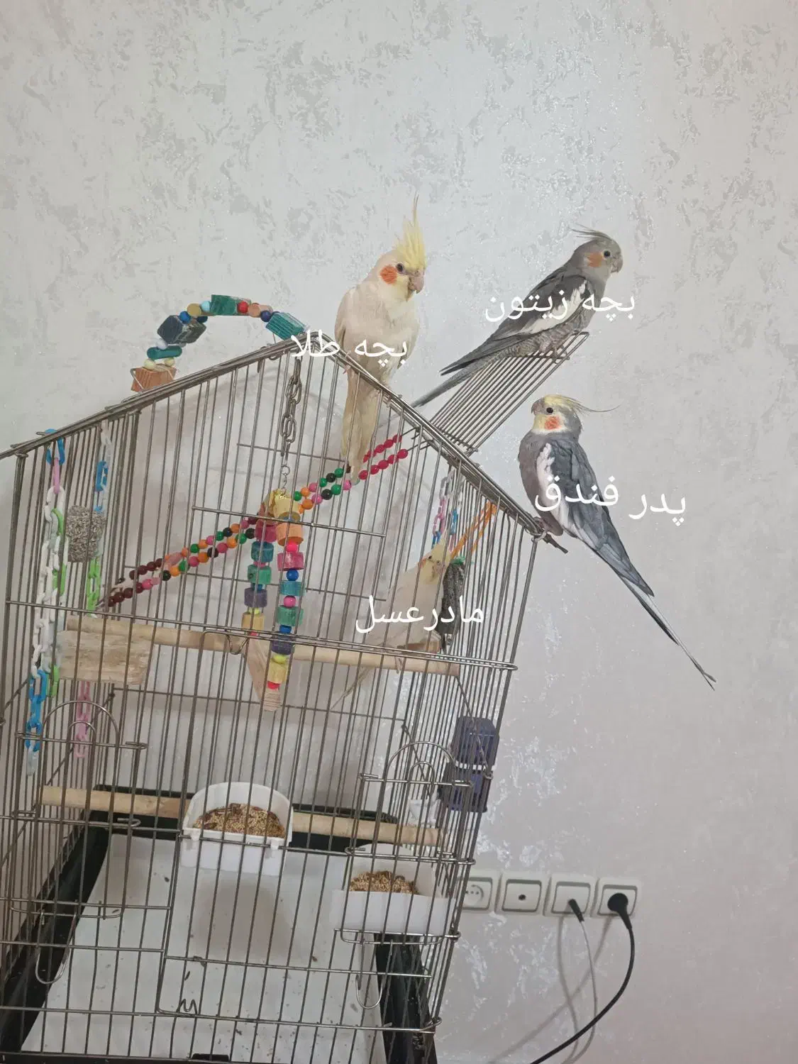 عروس هلندی|پرنده|رشت, حمیدیان|دیوار