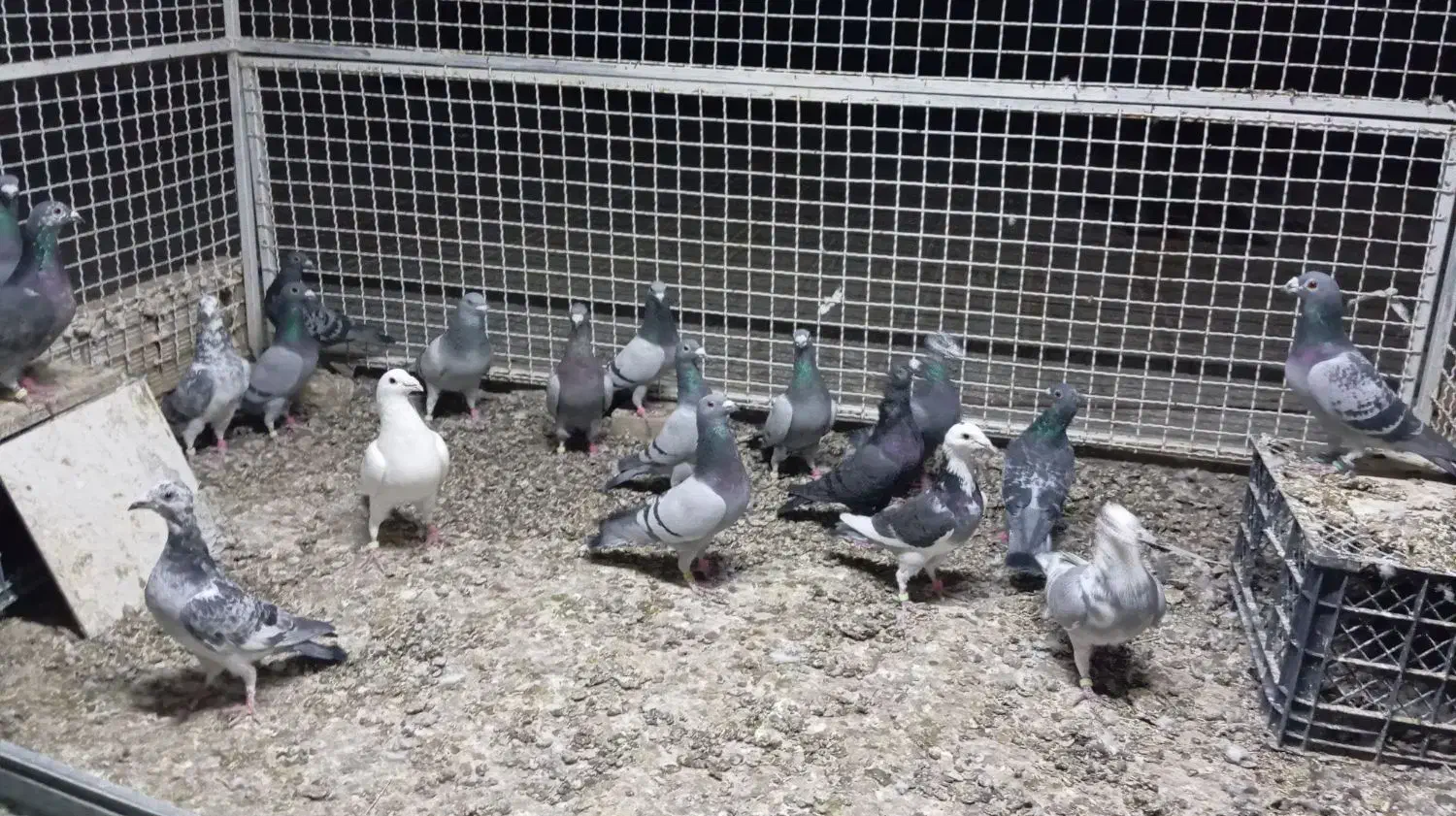 کفتر پلاکی کبوتر المانی|پرنده|رشتخوار, |دیوار