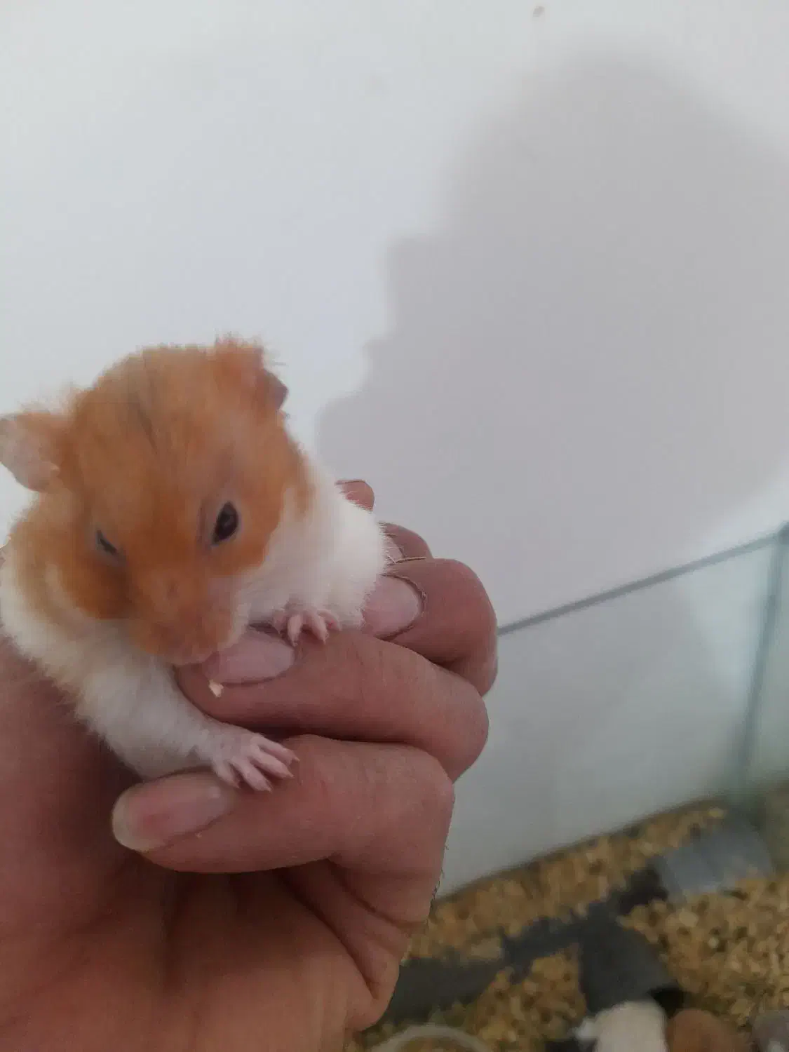 همستر|موش و خرگوش|رفسنجان, |دیوار