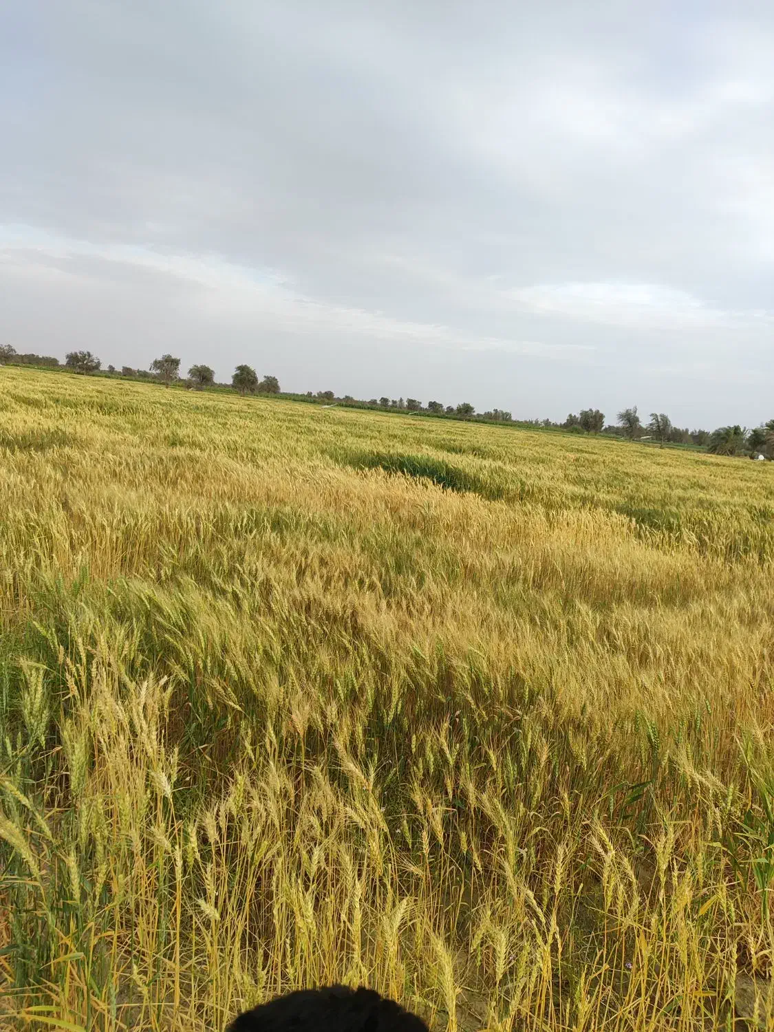 اجاره داده میشود زمین چاه برقی|اجارهٔ دفتر صنعتی، کشاورزی، تجاری|قلعه گنج, |دیوار