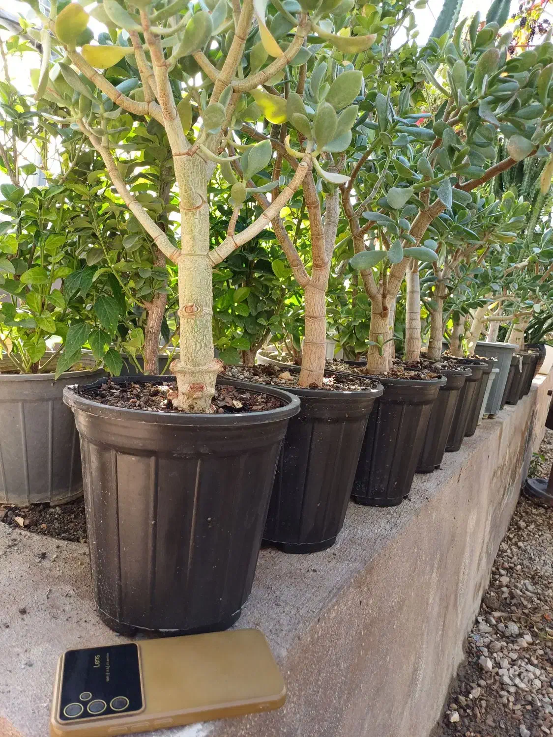 بنسای کراسولا یشم|گل و گیاه طبیعی|کرمانشاه, |دیوار