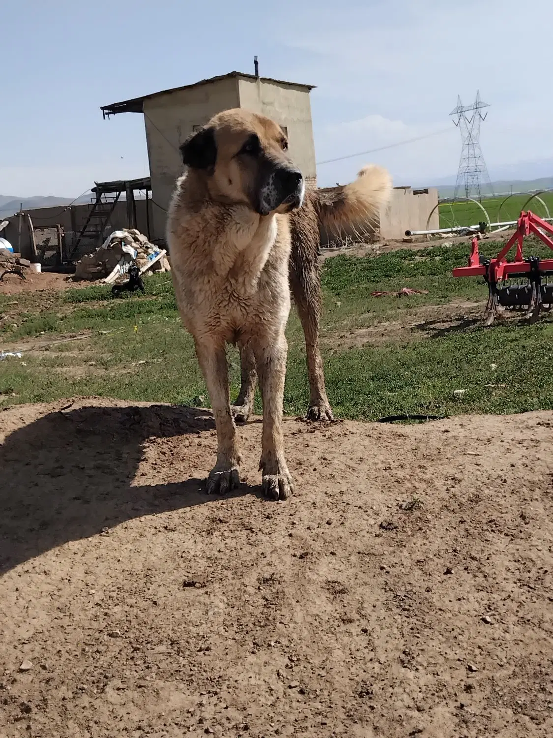 سگ گله|سگ|لالجین, |دیوار