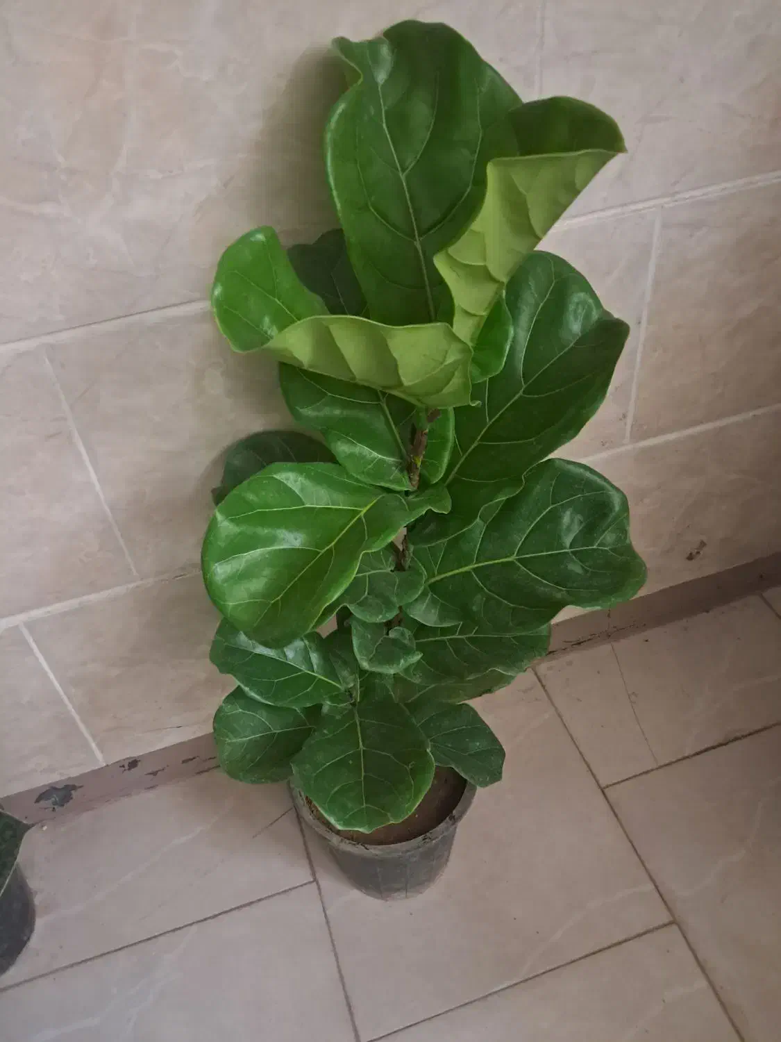 09359186700|سیمکارت|اراک, |دیوار