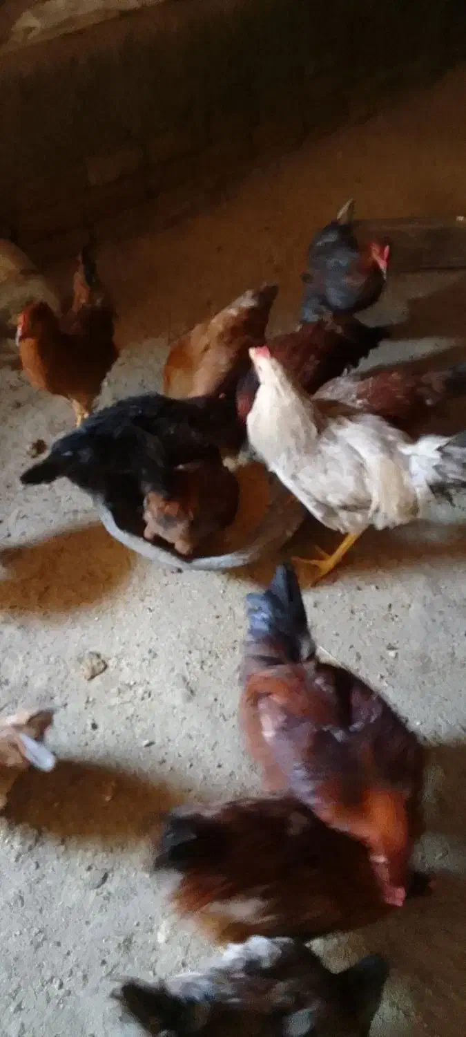 خروس محلی جوان|حیوانات مزرعه|شیروان (لرستان), |دیوار