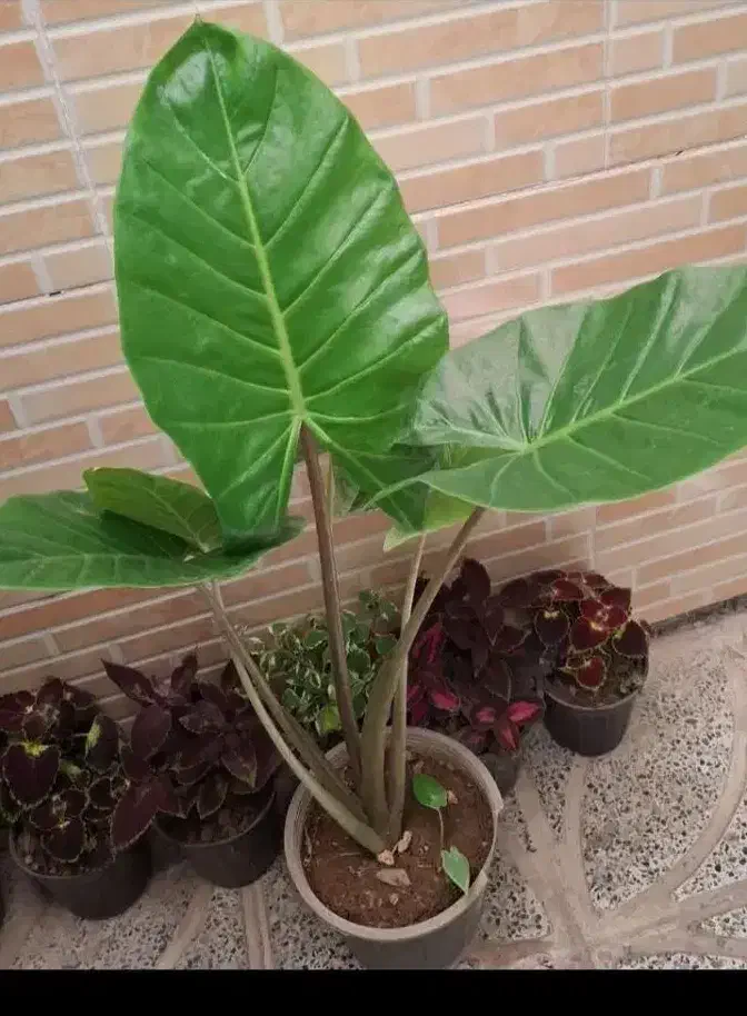 گل انار ۸۰|گل و گیاه طبیعی|بروجرد, |دیوار