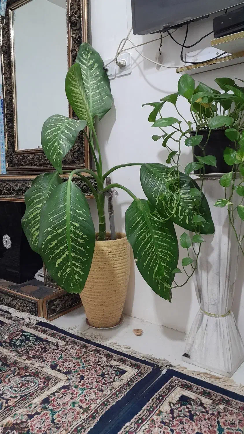 گل طبیعی|گل و گیاه طبیعی|مشهد, شهید قربانی|دیوار