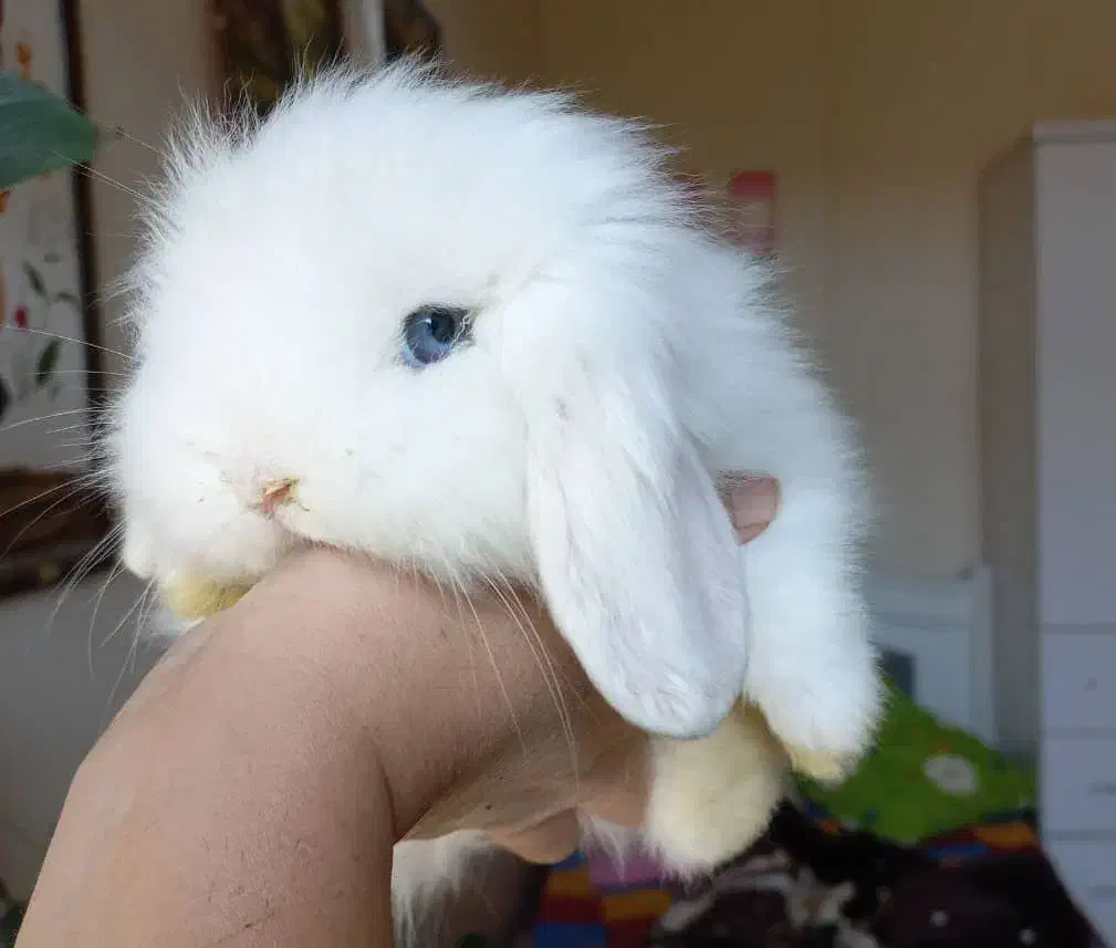 خرگوش لوپ اسکاتلندی و خوکچه هندی|موش و خرگوش|تهران, تهرانپارس شرقی|دیوار