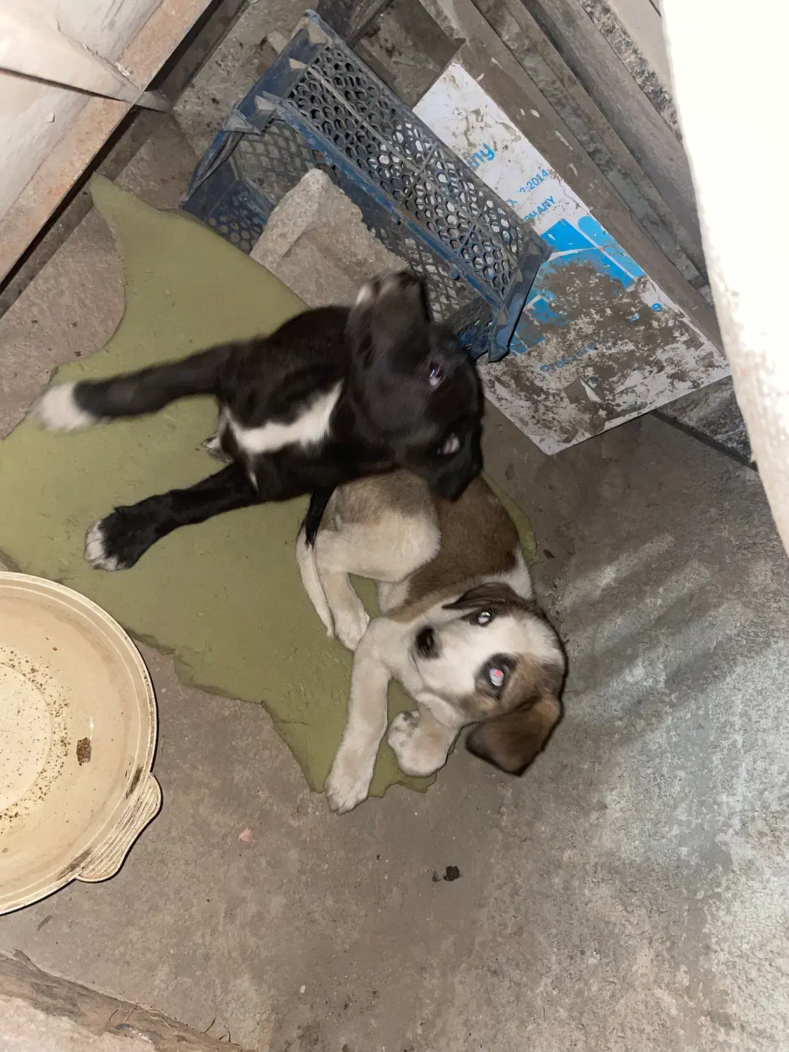 سگی بومی|سگ|ماهدشت, |دیوار