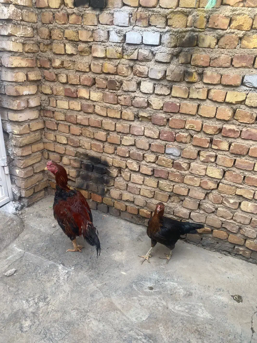 خروس لاری|حیوانات مزرعه|تاکستان, |دیوار