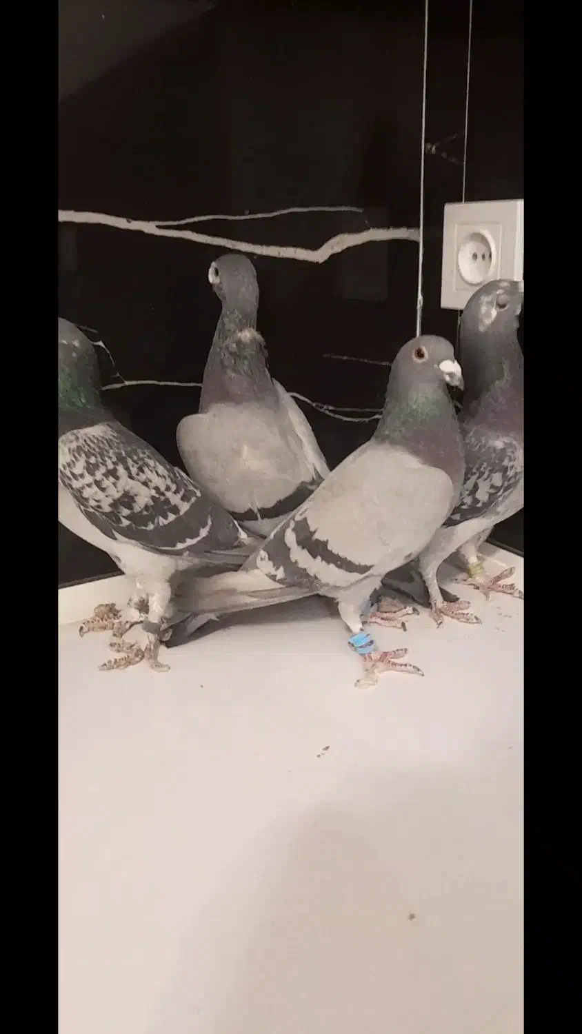 کفتر مسافتی|پرنده|فردوس (خراسان), |دیوار