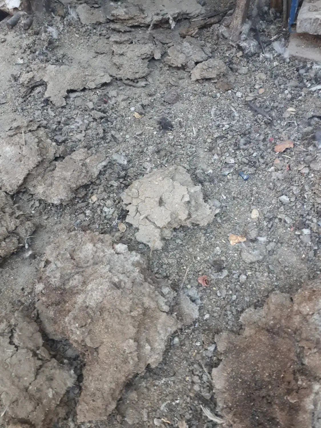 ۱۰کیسه کودکبوتر|خدمات باغبانی و درختکاری|رفسنجان, |دیوار