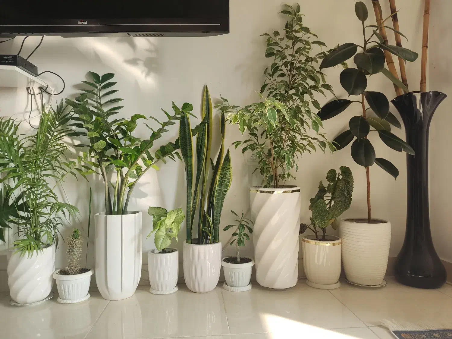 گل‌های آپارتمانی با گلدان سرامیکی|گل و گیاه طبیعی|ارومیه, |دیوار