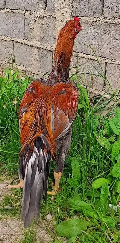 خروس لاری فروش فوری|حیوانات مزرعه|سورک, |دیوار