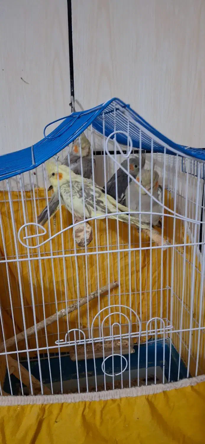 عروس هلندی|پرنده|خمینی‌شهر, |دیوار