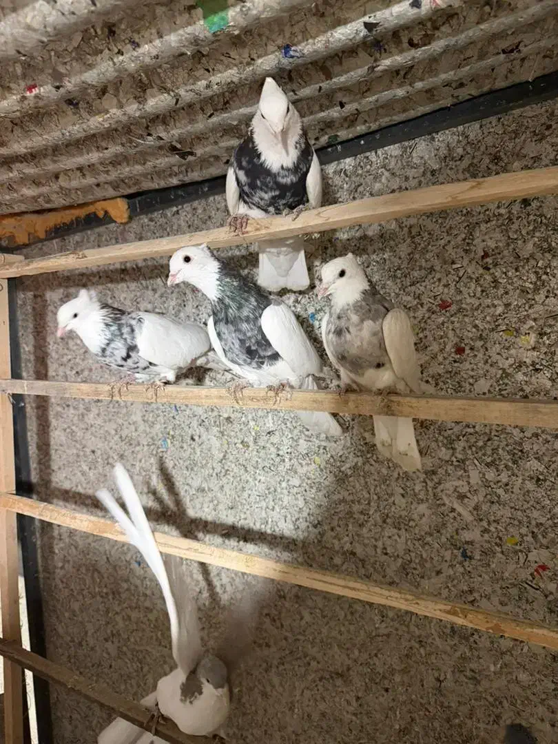 کبوتر|پرنده|تهران, مینابی|دیوار