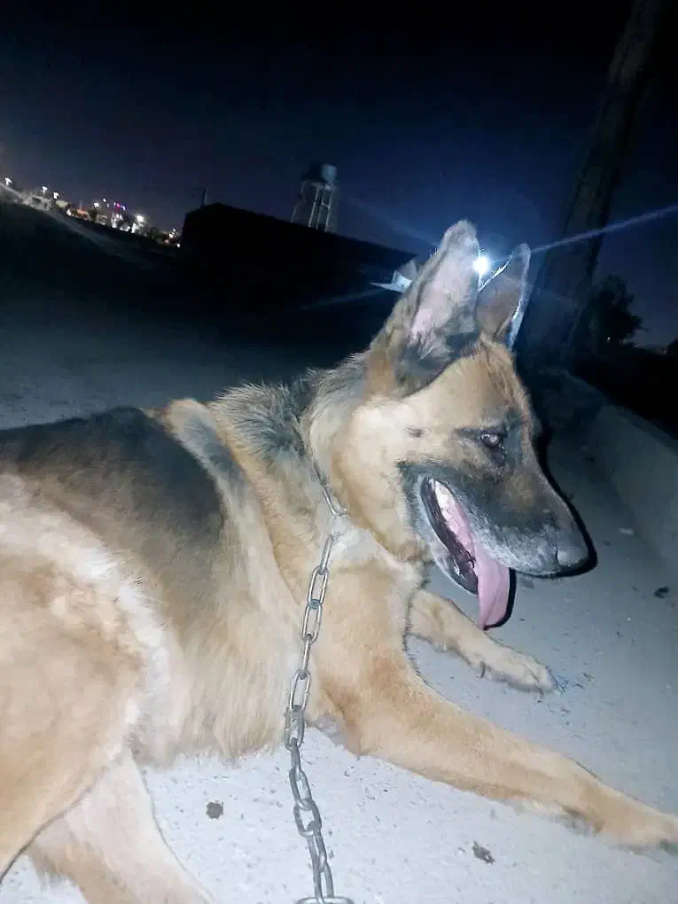 سگ ژرمن|سگ|ملارد, |دیوار