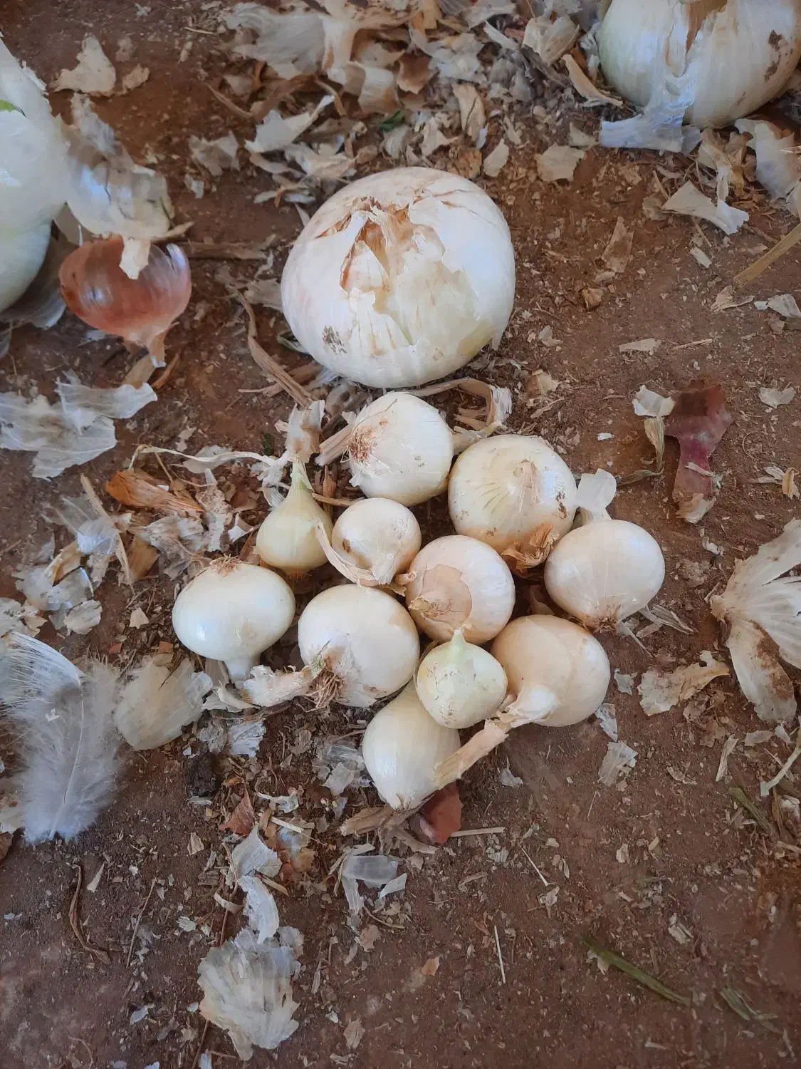 پیاز ریز بومی|خوردنی و آشامیدنی|کویرات, |دیوار