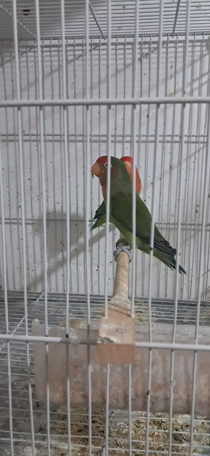 ۴عدد کوتوله صورت هلویی فروشی|پرنده|تربت جام, معدآباد|دیوار