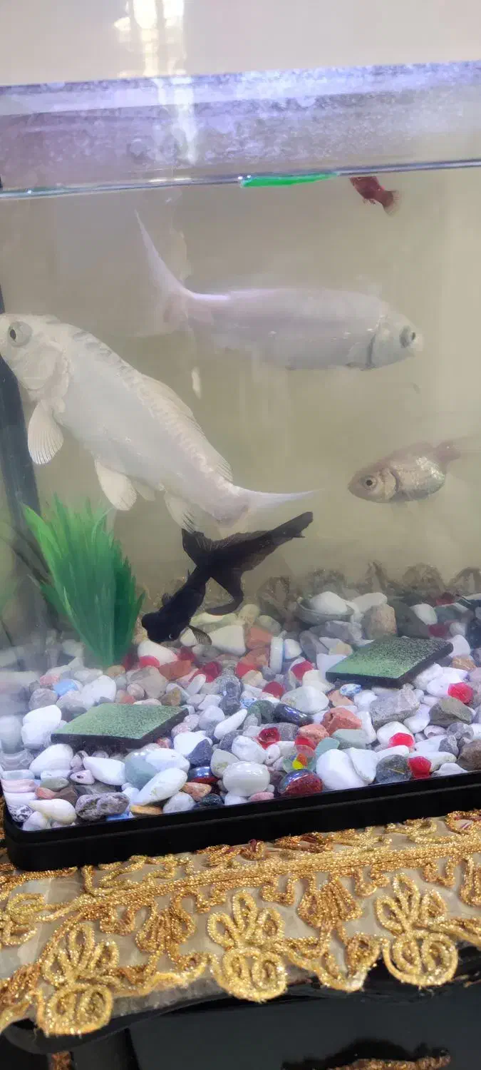 فروش دو عدد ماهی کوی سفید|ماهی|کرمان, |دیوار