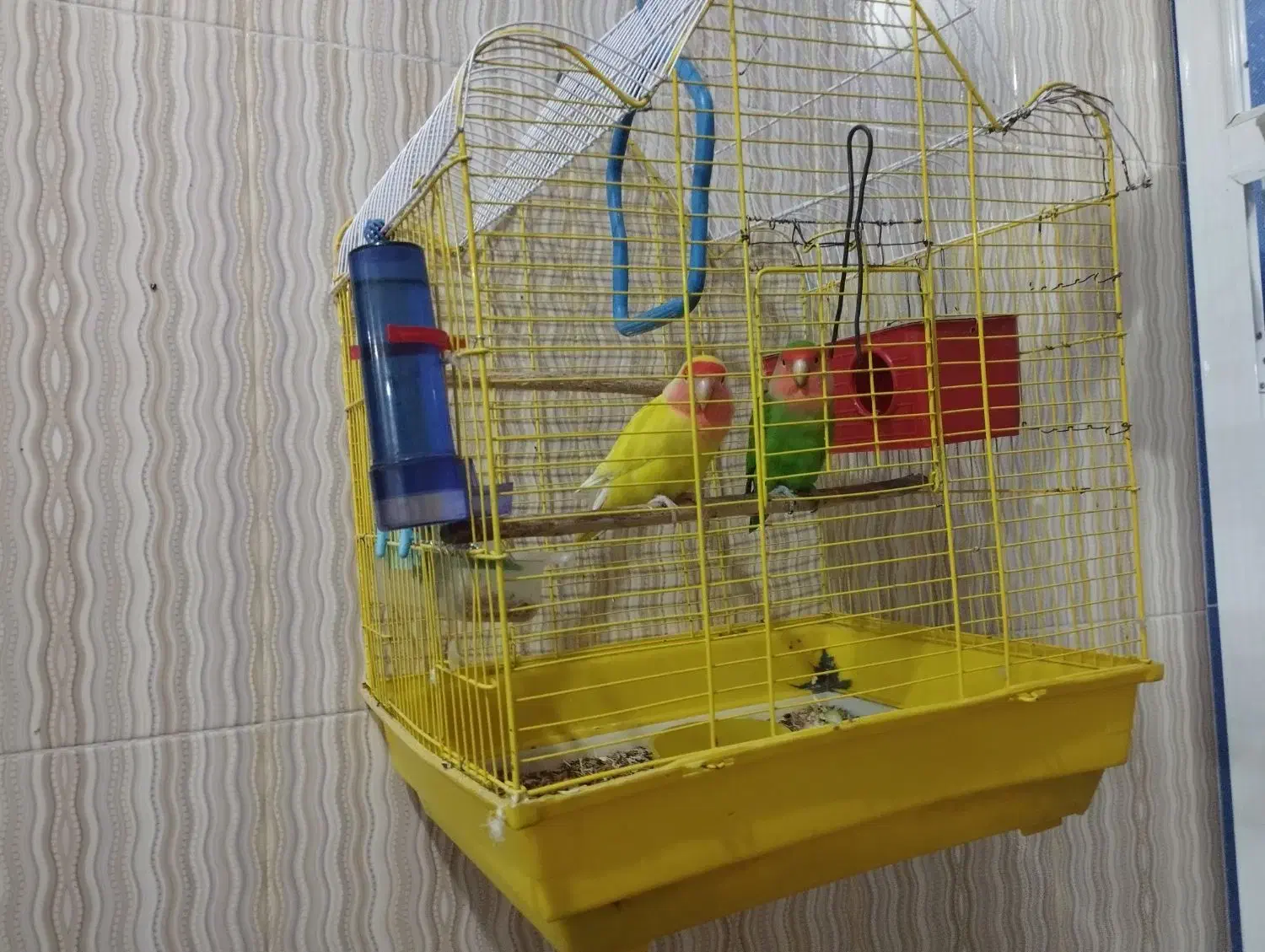 معاوضه طوطی برزیلی  با کبوتر خوب|پرنده|آبدانان, |دیوار